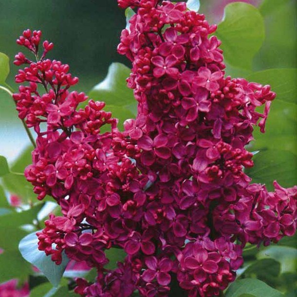 Сирень обыкновенная Красная Москва v2 Tim 