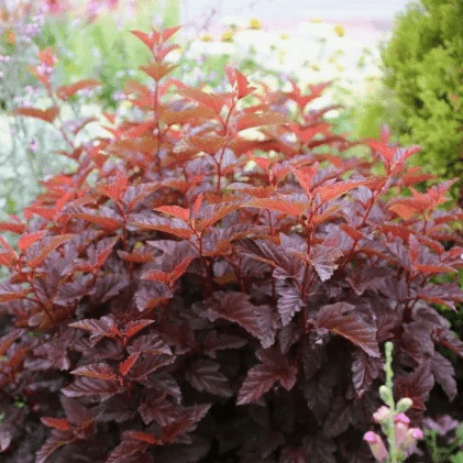 Пузыреплодник калинолистный Шух v2 Lav 