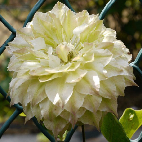 Клематис Midori C2 E 