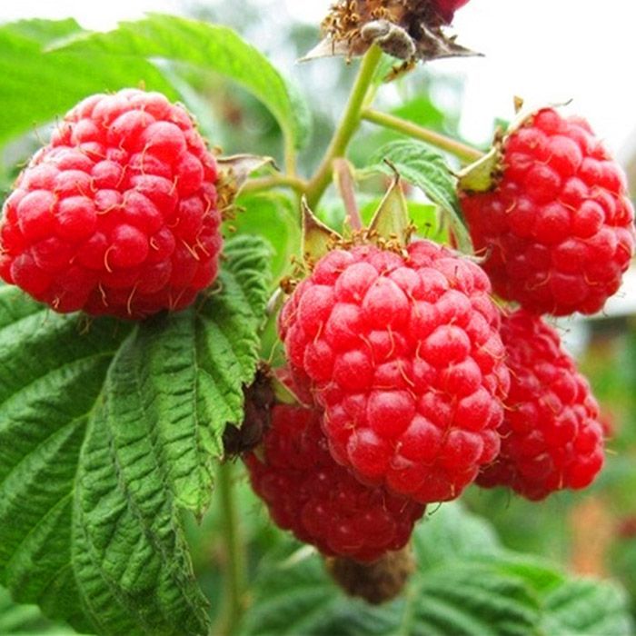 Малина в коробке Орбита, красная Tim 