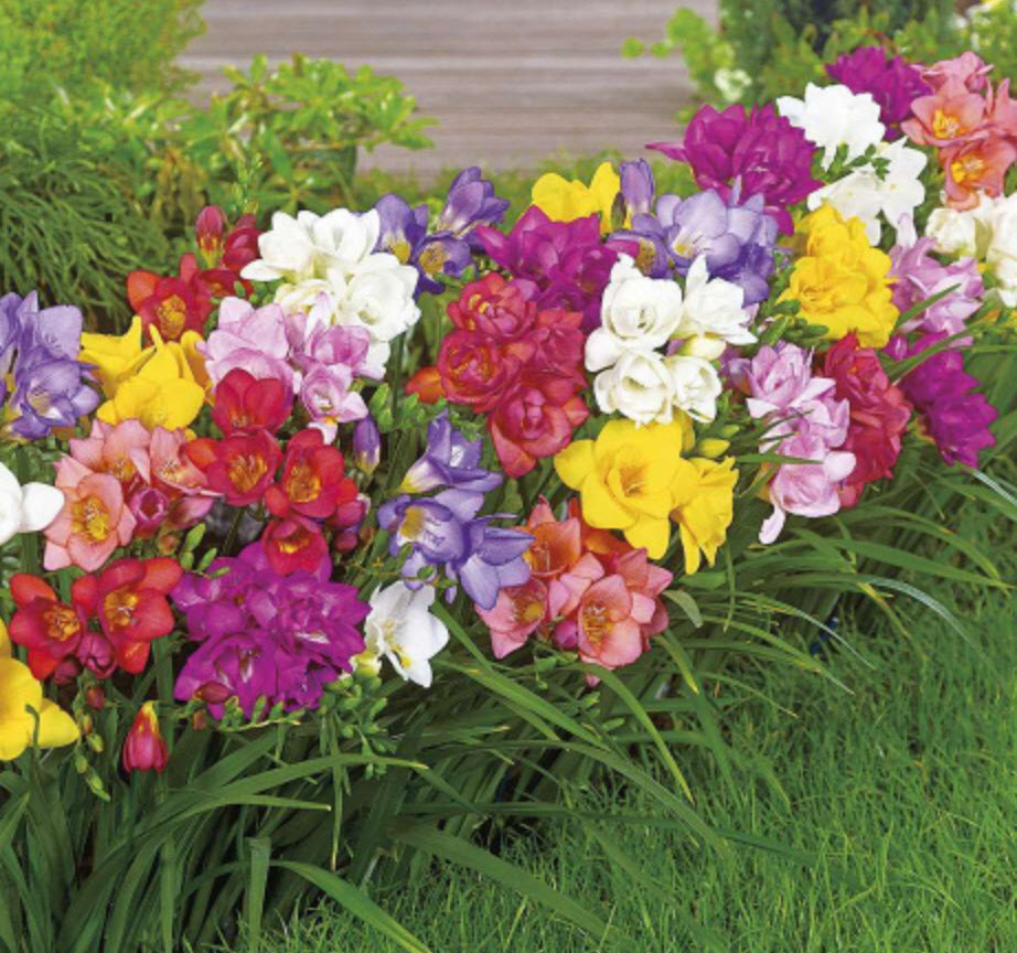 Луковица Фрезия гибридная махровая Смесь окрасок 10шт. Поиск 