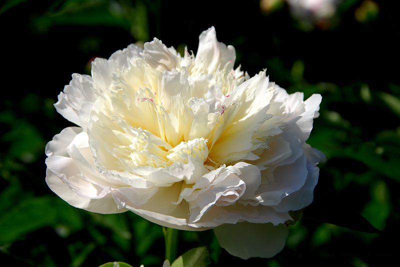 Пион Альба Плена v5 Tim 