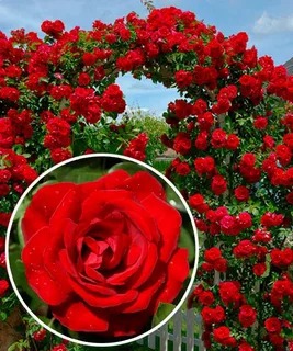 Роза плетистая Сантана в коробке АФ 