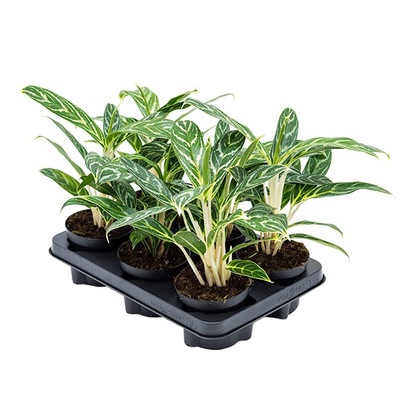 Аглаонема Иви Грин d12 h30