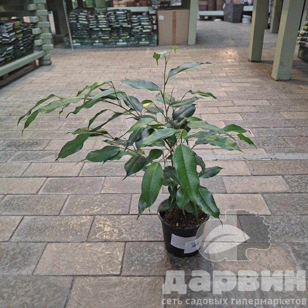 Фикус Бенджамина Экзотика d12 ХР 