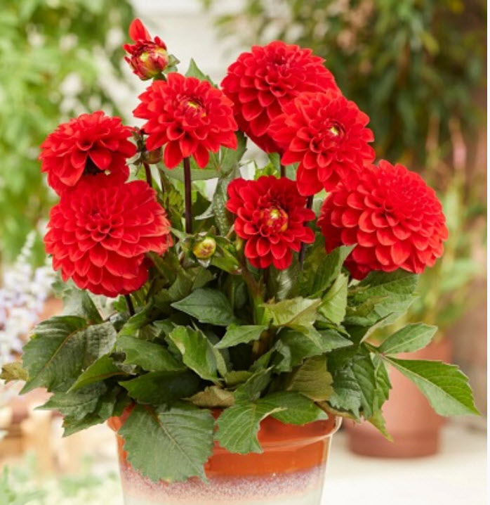 Клубень Георгина декоративная Мелоди Болеро 1шт. Поиск 