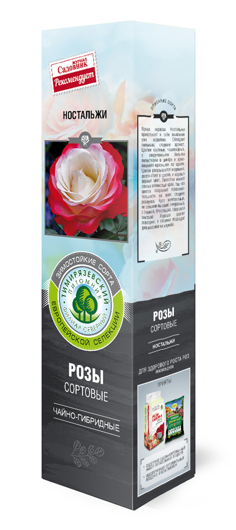Роза чайно-гибридная Ностальжи в коробке ZP 