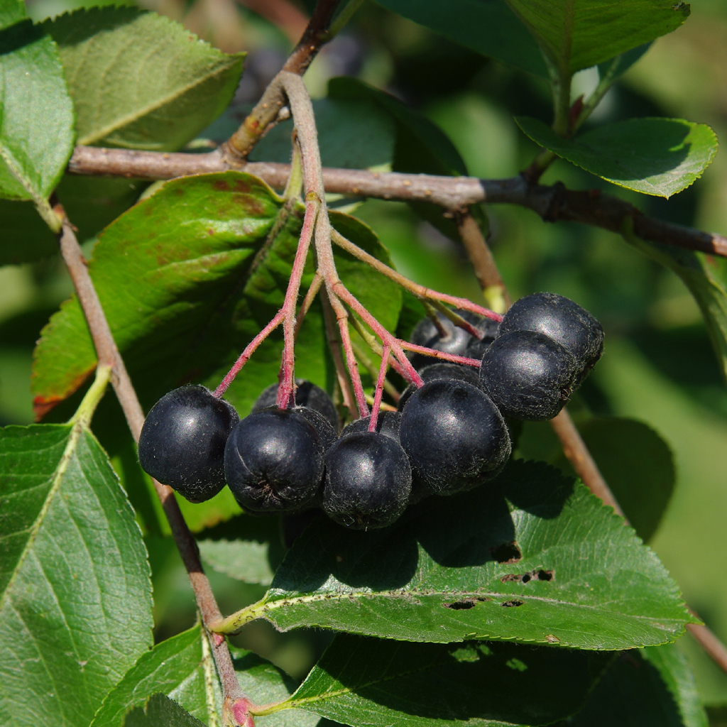 Арония черноплодная v5 40-50 Tim 