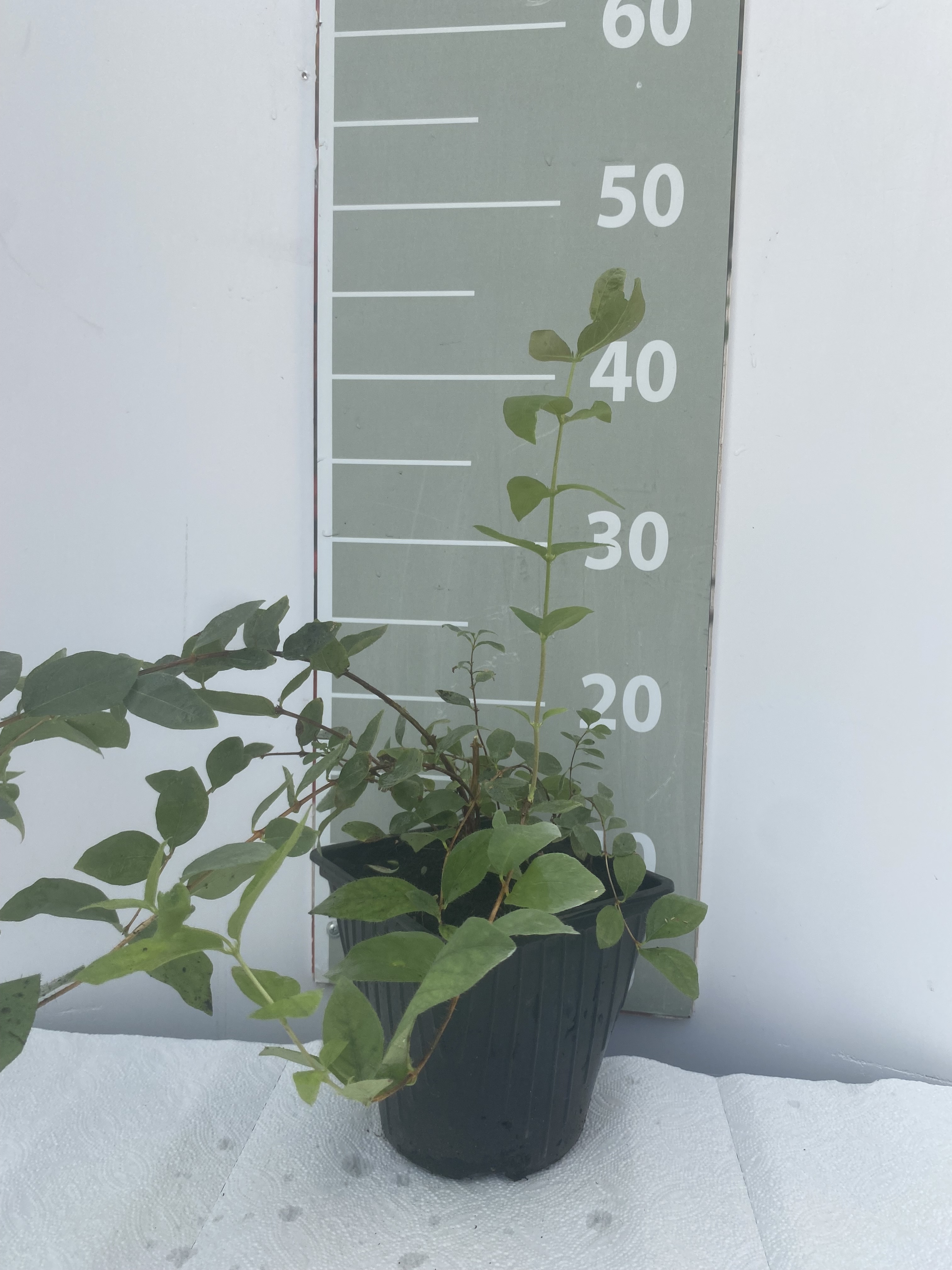 Жимолость Югана v2 Lav 