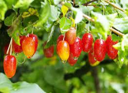 Лох многоцветковый (Гуми) v3 Tim 