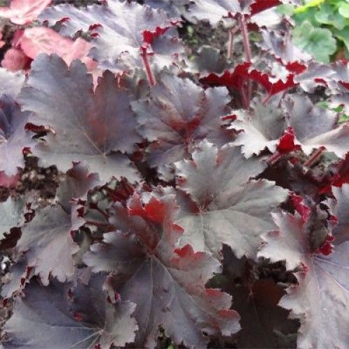 Гейхера гибридная Бинош, С2 ЦО 