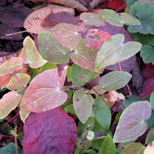 Горянка пышная "Розеум" Р9 