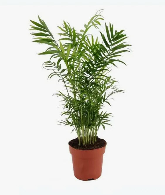 Хамедорея элеганс d19 h80 