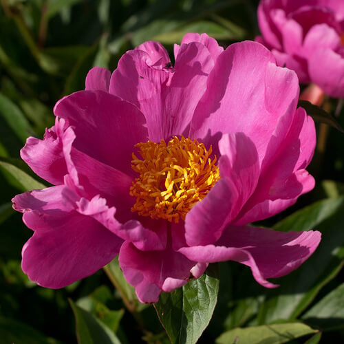 Пион Литтл Медицинмэн v3-5 Tim 