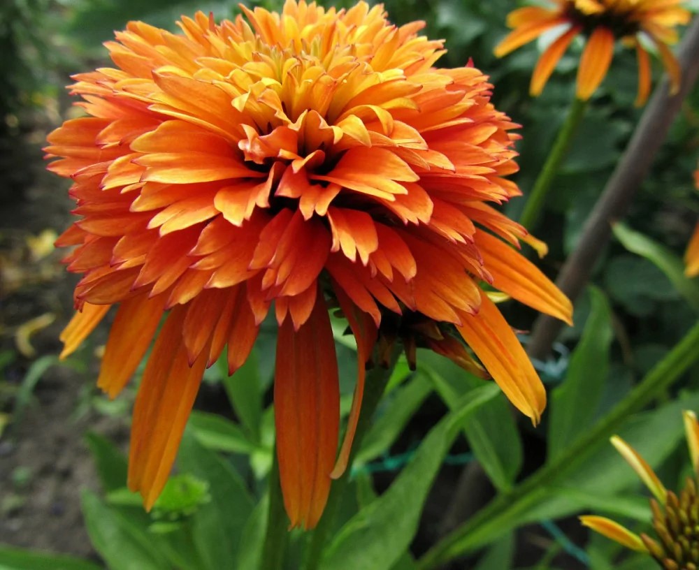 Корневище НВМ Эхинацея Мармелад 1 шт 