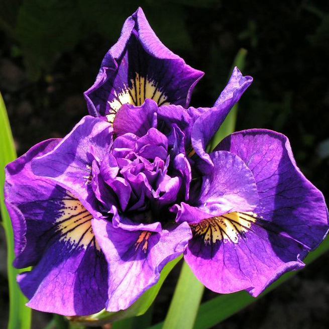 Корневище Ирис Сиберика Дабл Стандарт , 1 шт/уп 