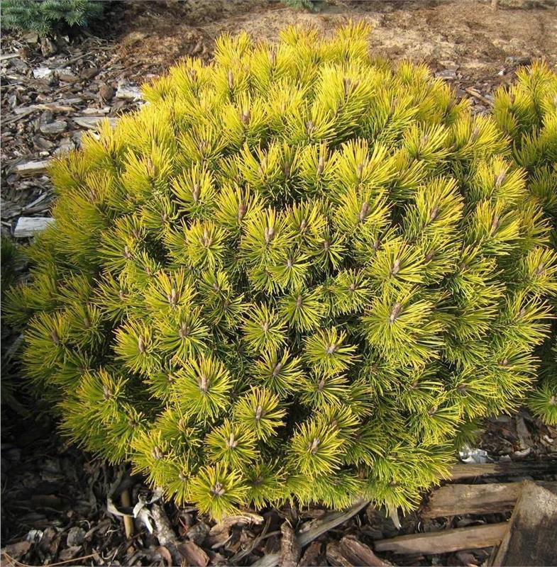 Сосна горная Офир v25 Lav 