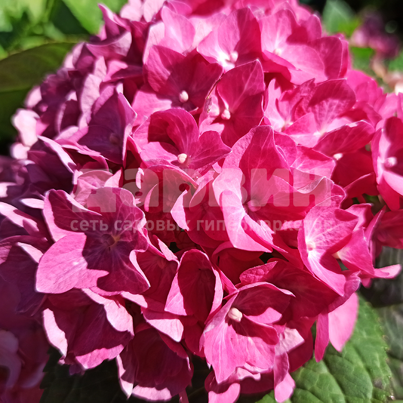 Гортензия крупнолистная Роял Ред v5 Fr 