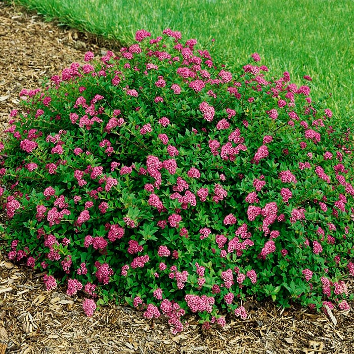 Спирея японская Нана v2-3 Tim 