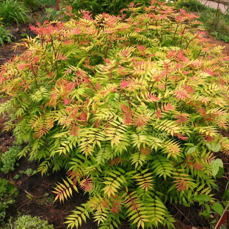 Рябинник рябинолистный Сэм v5 Lav 