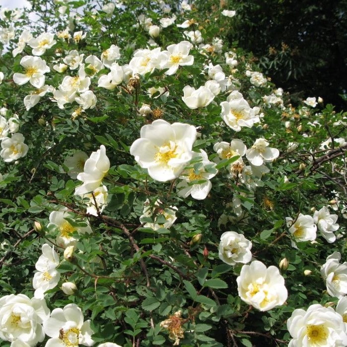 Роза колючейшая (бедренцеволистная) v5 ХР 