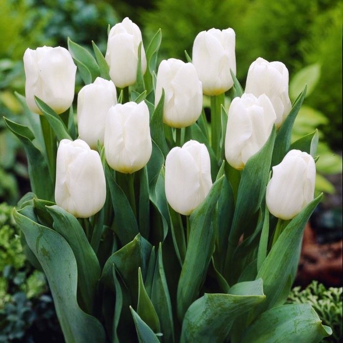 Луковица тюльпан Вайт Принц 5 шт 11/12 