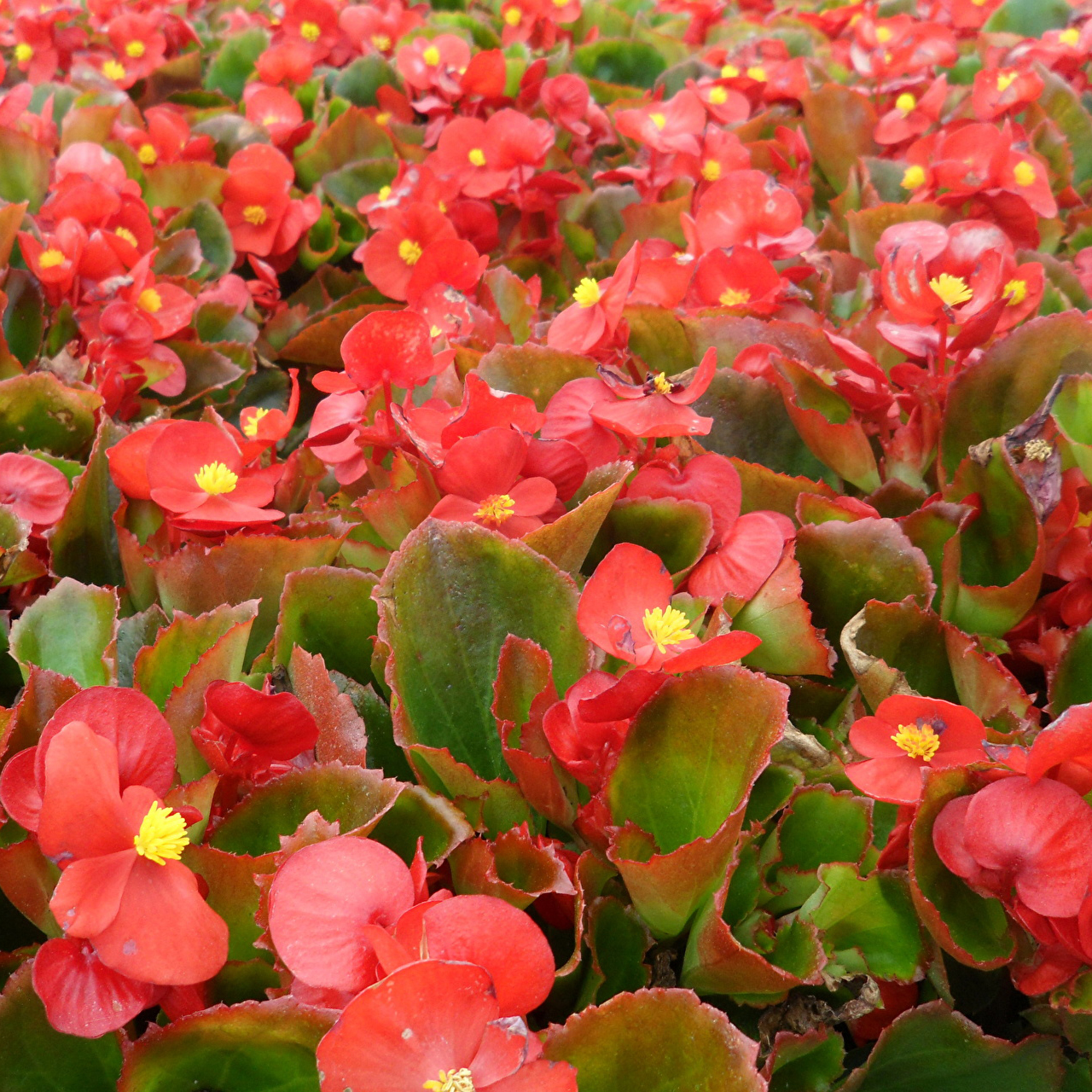 Бегония вечноцветущая кассета 6шт МО 