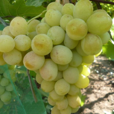Виноград плодовый Талисман улучи, желтый v5 Tim 
