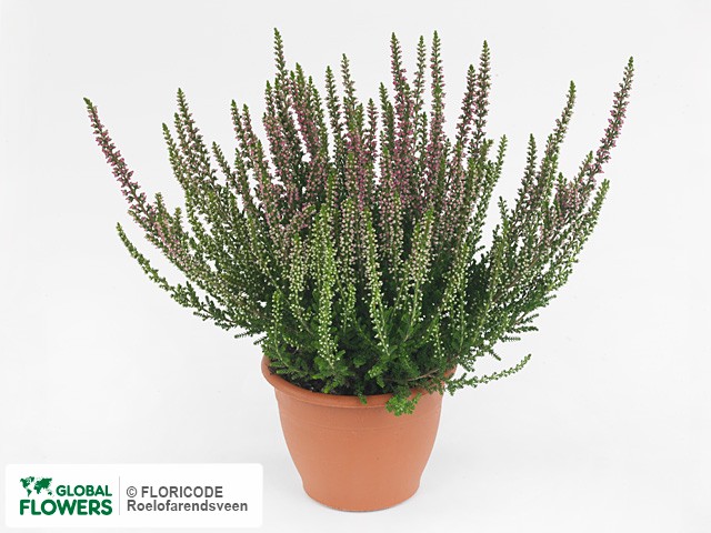 Вереск Бьюти Леди Систа d11 h15 