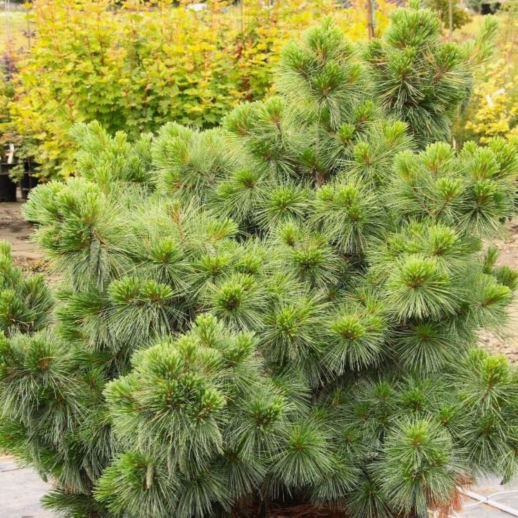 Сосна веймутова Коннектикут Слейт 25-30 cm cont. 4,0L Mt 