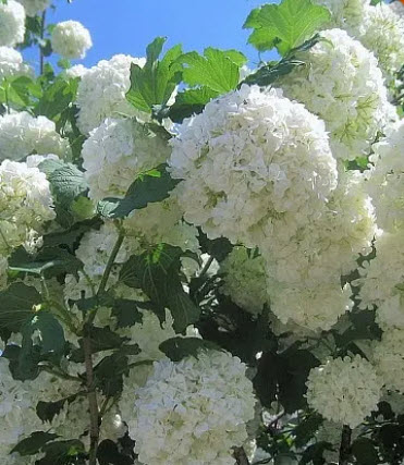 Калина обыкновенная Бульденеж V3 ХР 