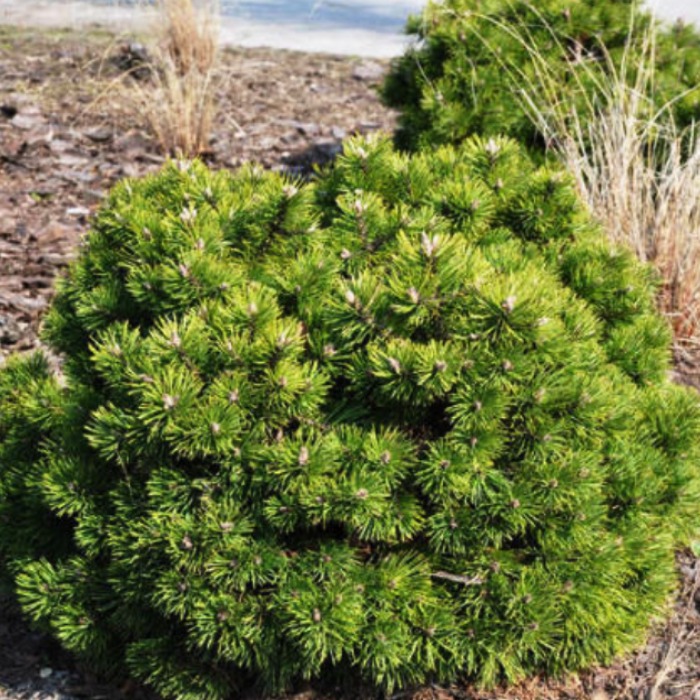 Растение ель сербская Гном 30-40 Lt 