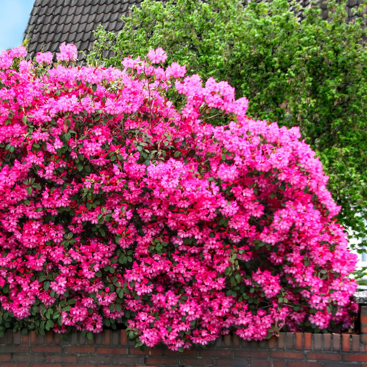 Рододендрон Гартендиректор Глокер v5 