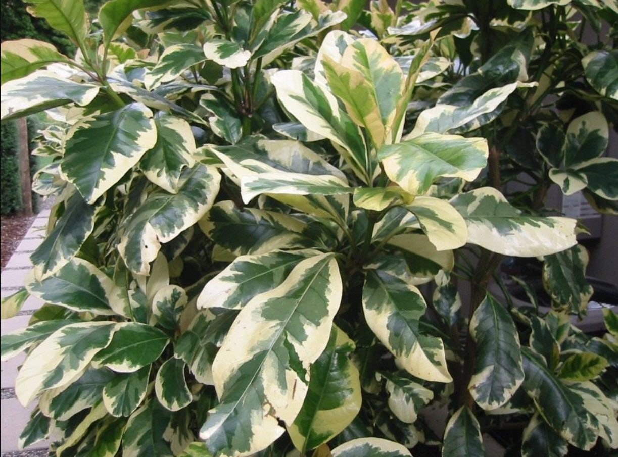 Пизония зонтичная микс d8 h10 ХР 