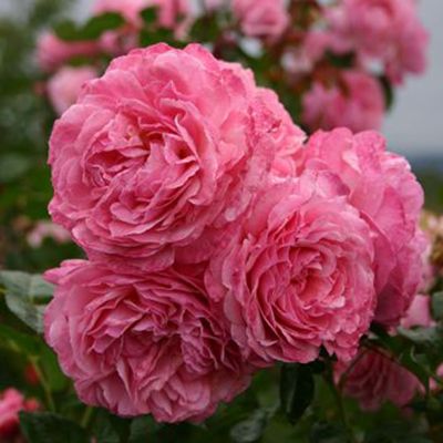 Роза шраб Келнер Флора с5, Tim 