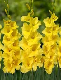 Луковица Гладиолус  Бананарама 14/16  10 шт/уп 