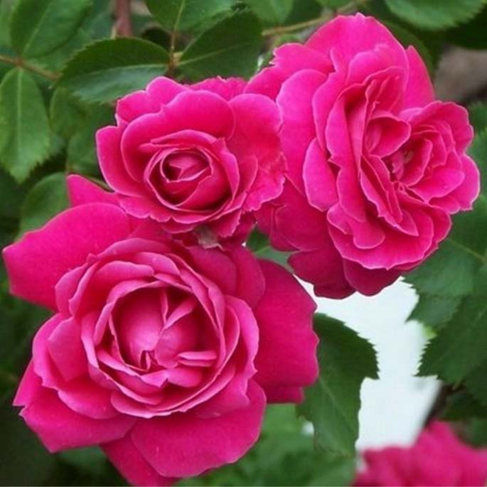 Роза канадская парковая Александр Маккензи в коробке ЦО 