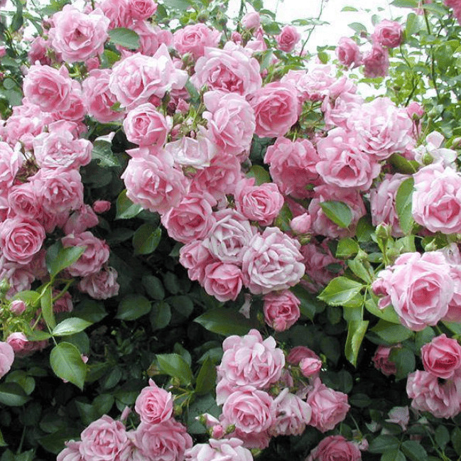 Роза плетистая Гоферн в коробке ZP 