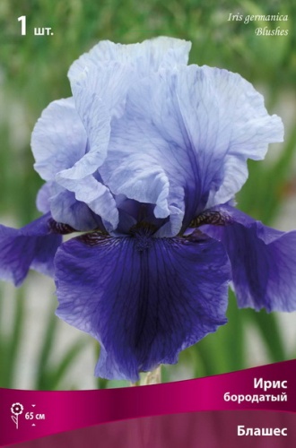 Кореневище Ирис бородатый Блашес 1шт Поиск 