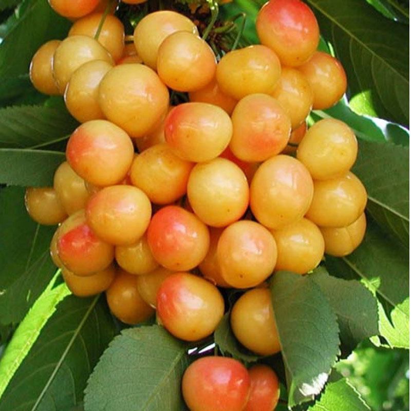 Черешня Приусадебная 3-х летка Tim 