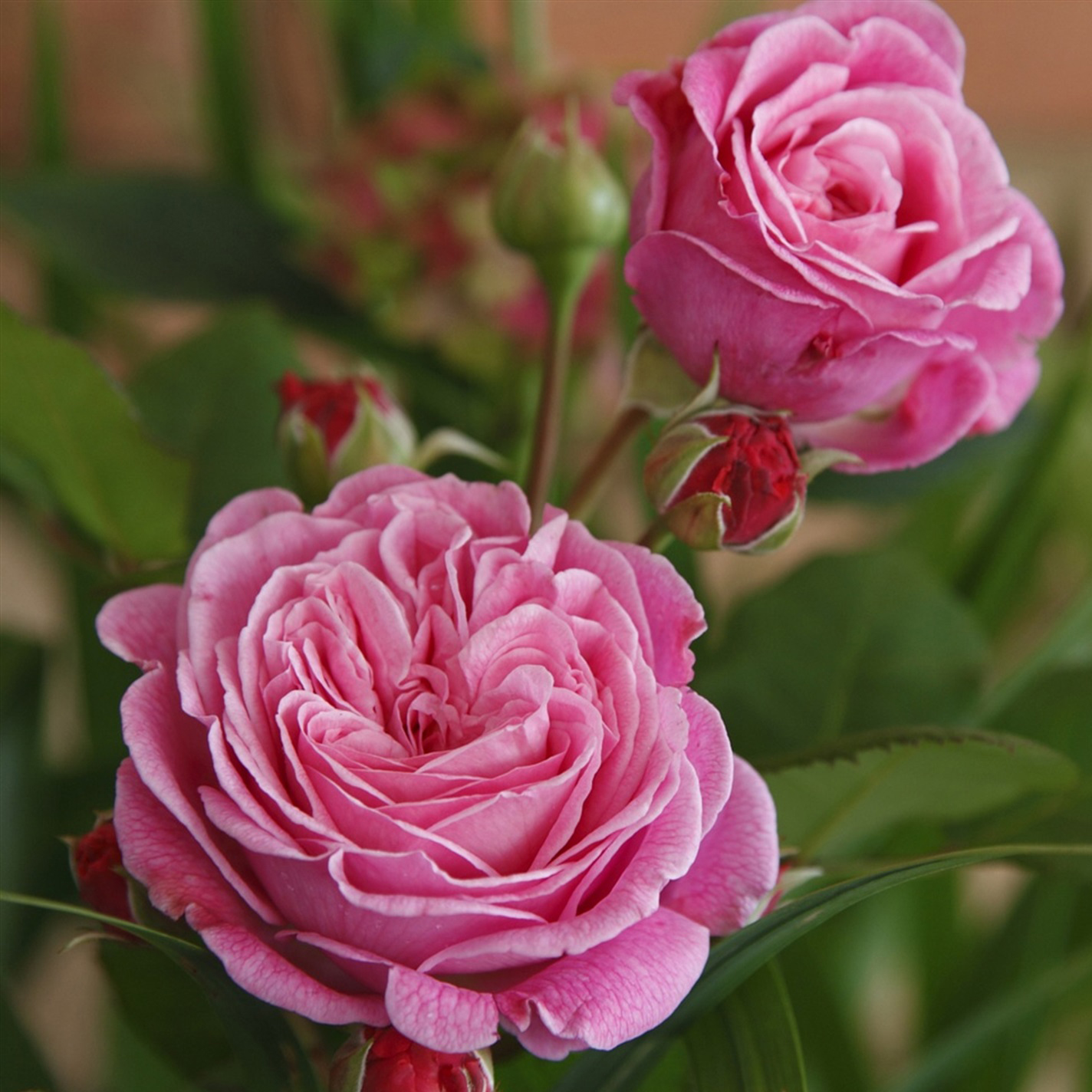 Роза флорибунда Розенграфин Мария Генриетта 5л Dem 