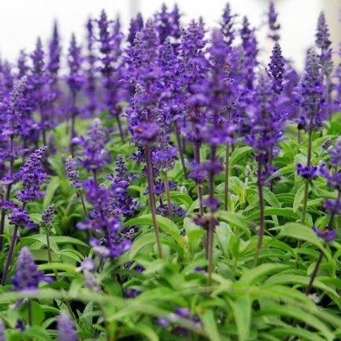Шалфей лекарственный v2 Lav 