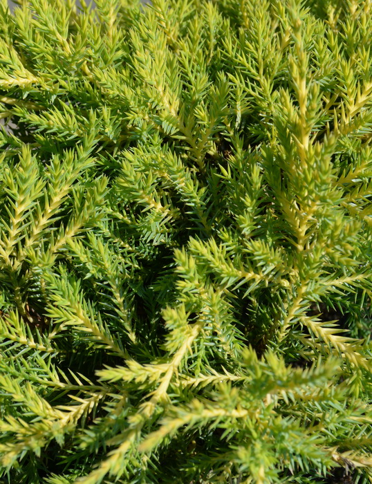 Можжевельник средний Даубс Фростед v5 20-40 YP 