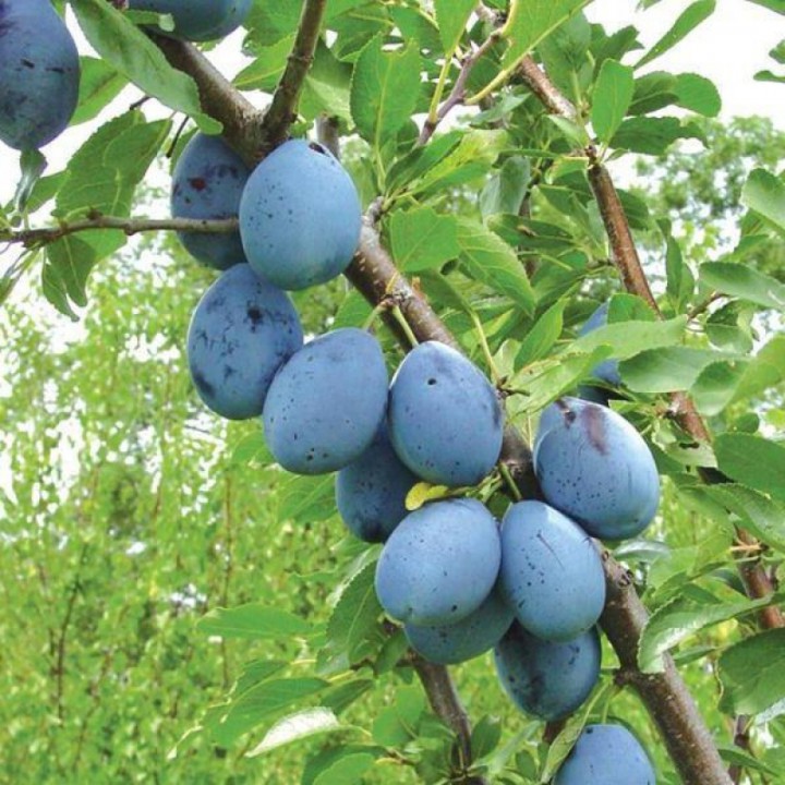 Слива Синий дар v7/10 120-140 