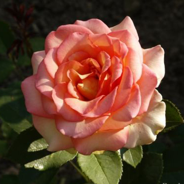 Роза чайно-гибридная Фантазия Мондиаль с5, Tim 