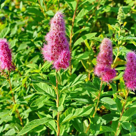 Спирея билларда Триумфанс v2 Lav 