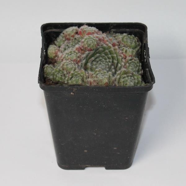 Молодило в ассортименте Р9 Tw 