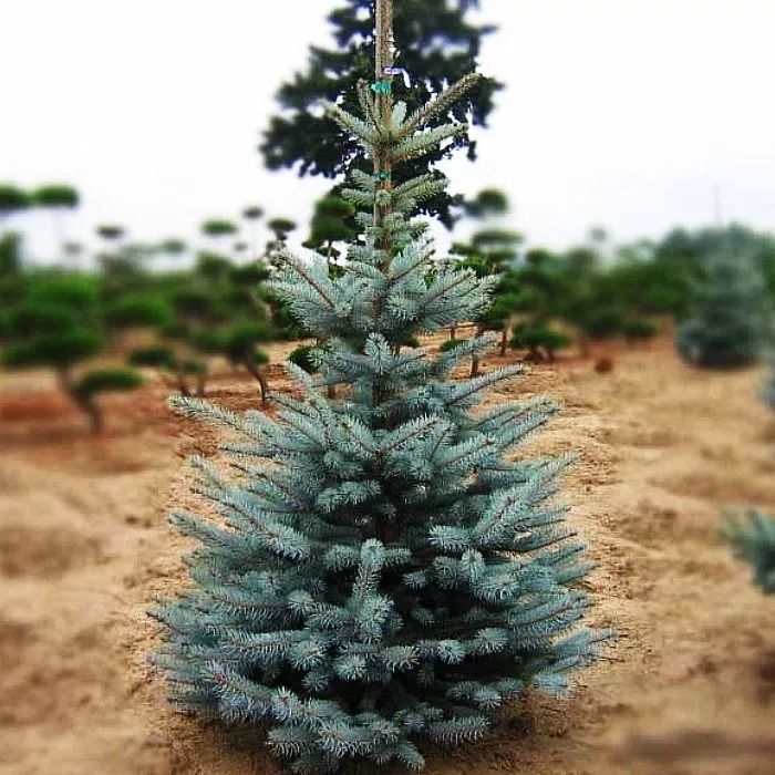 Ель колючая Эдит 30-40 cm Mt 