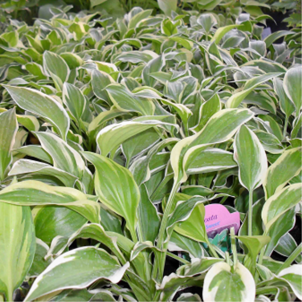 Хоста ориана с5 