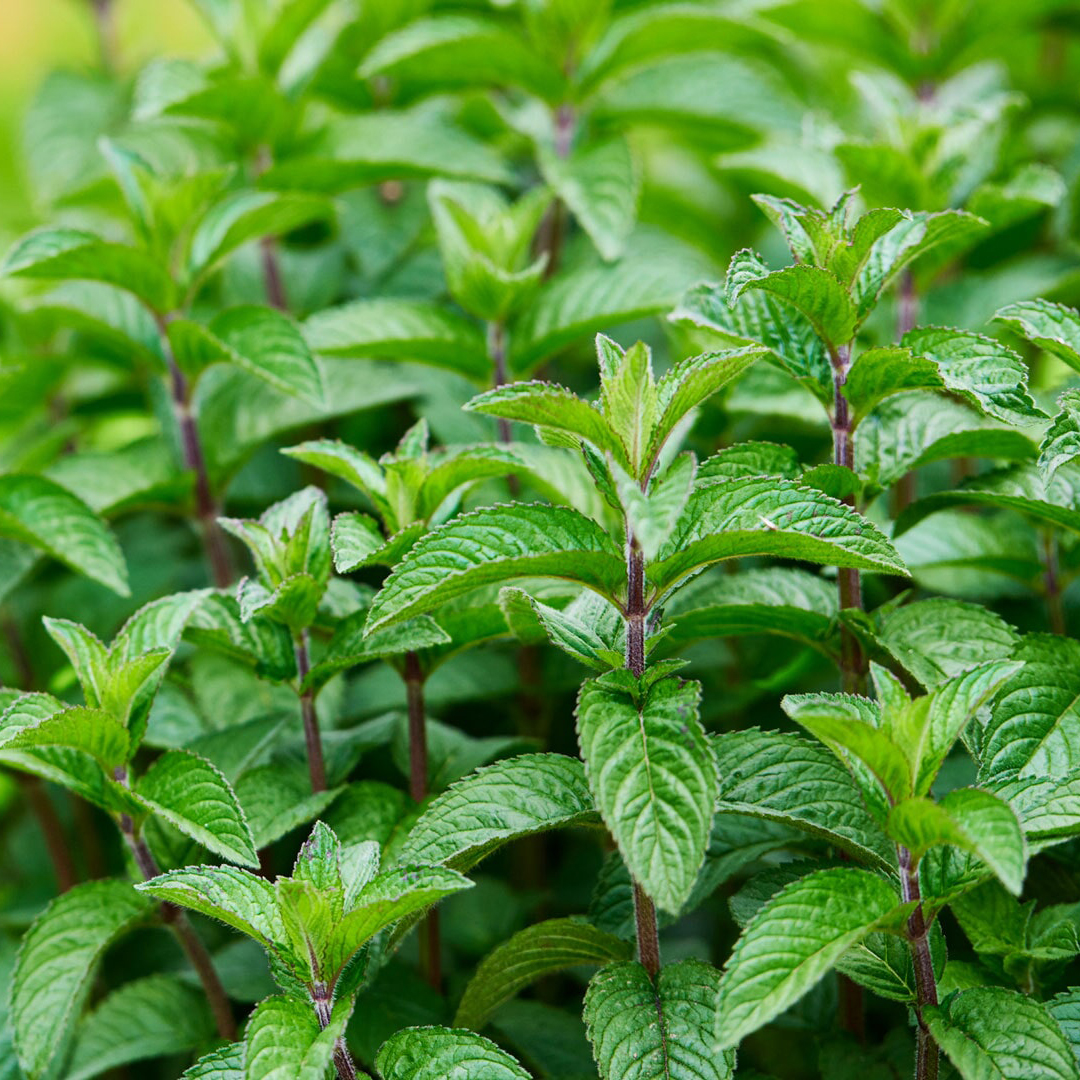 Как выглядит мята. Мята перечная растение. Как выглядит мята. Лимонник мята. Мята остролистная.